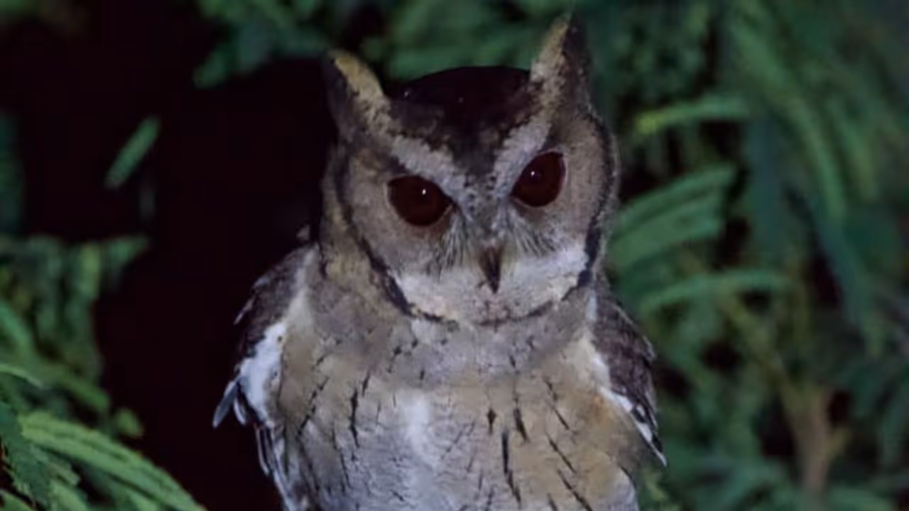 ಭಾರತೀಯ ಸ್ಕಾಪ್ಸ್ ಗೂಬೆ