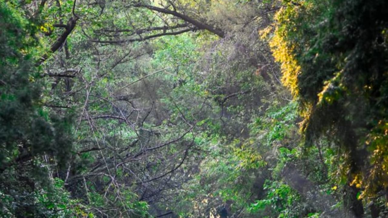 காடு வளர்ப்பில் இந்தியாவின் முன்னேற்றம்