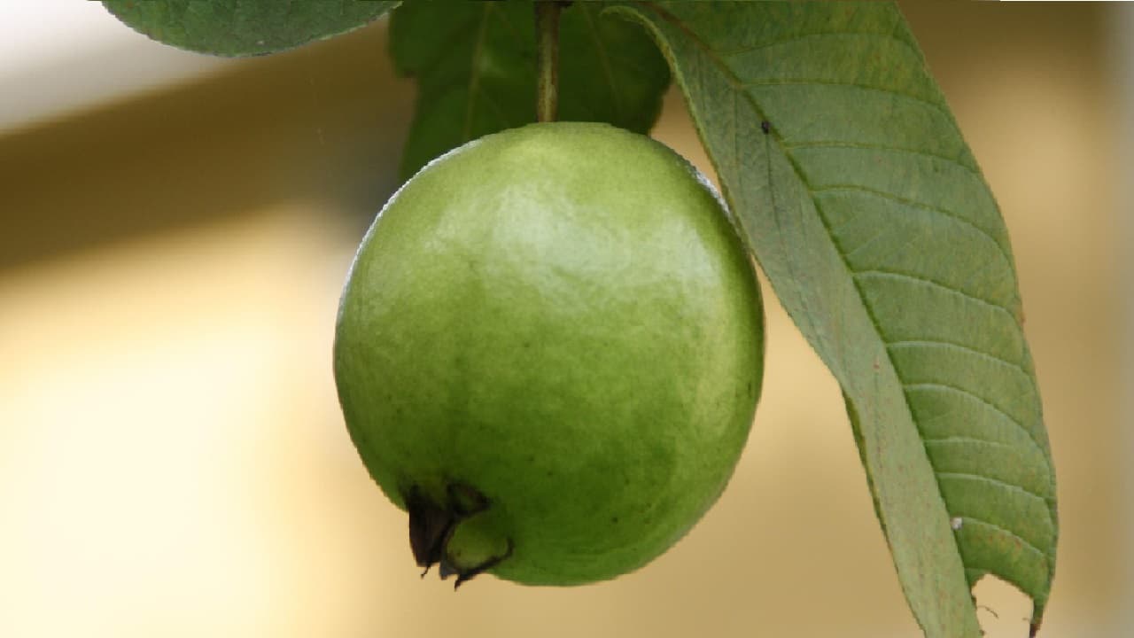 പേരയ്ക്ക പേരയ്ക്ക