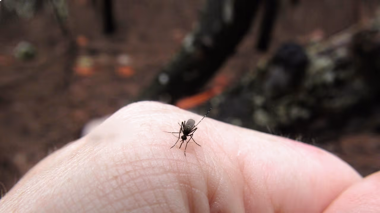 దోమలతో సమస్య