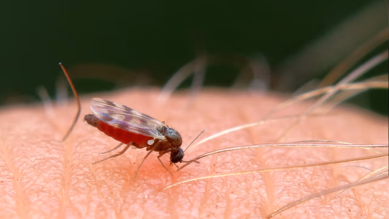 ಅದು ಹೇಗೆ ಕೆಲಸ ಮಾಡುತ್ತೆ? 