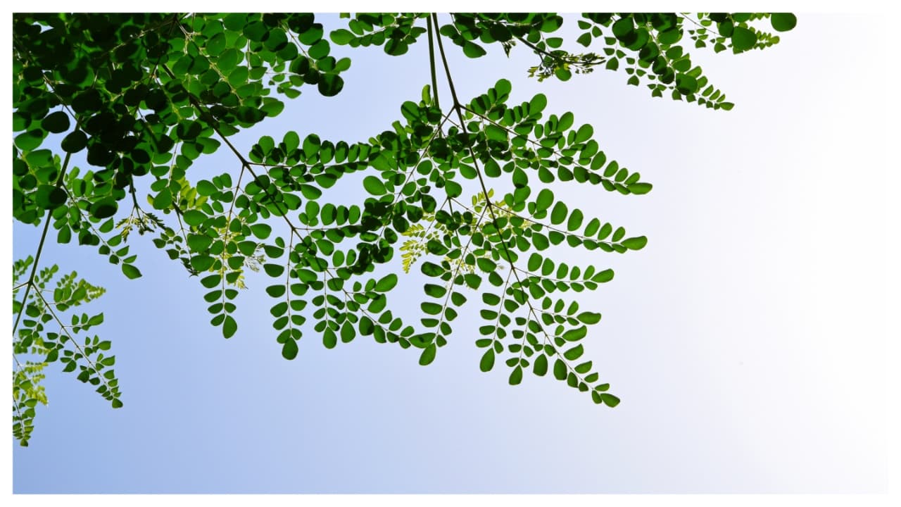 शेवग्याची पानं अनेक आजारांना दूर ठेवतात.