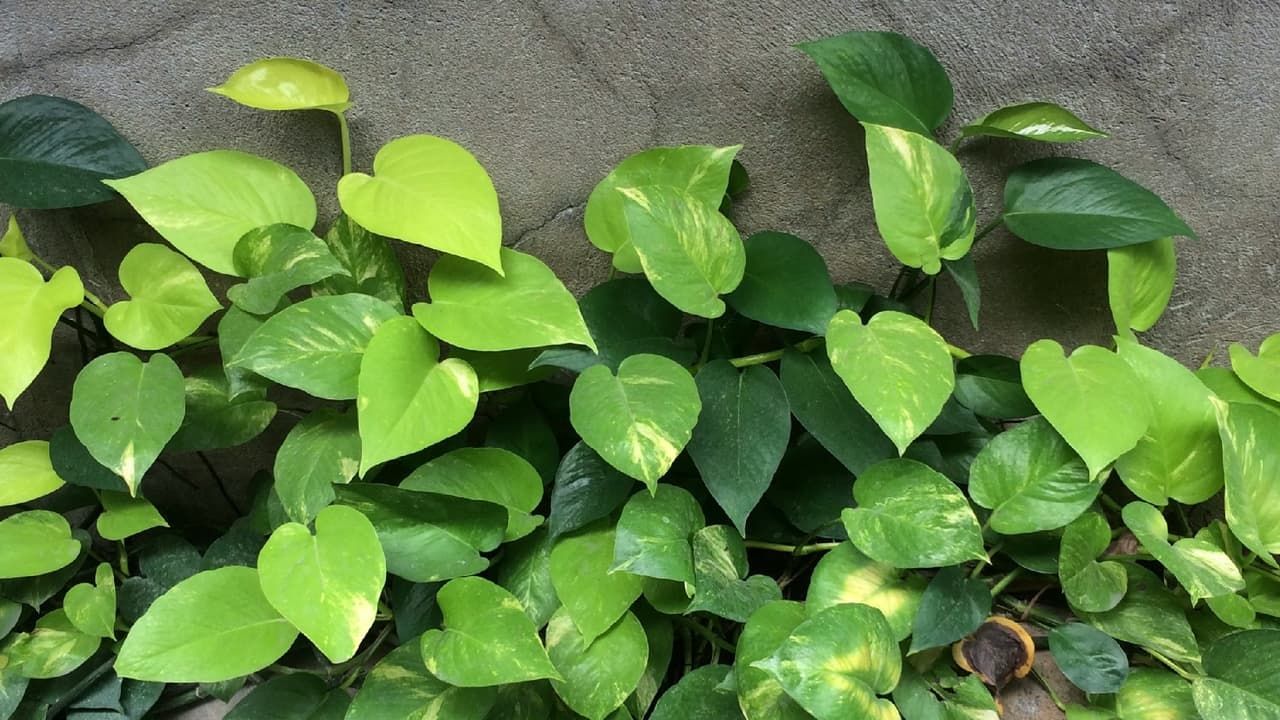 ఇంట్లో మనీ ప్లాంట్