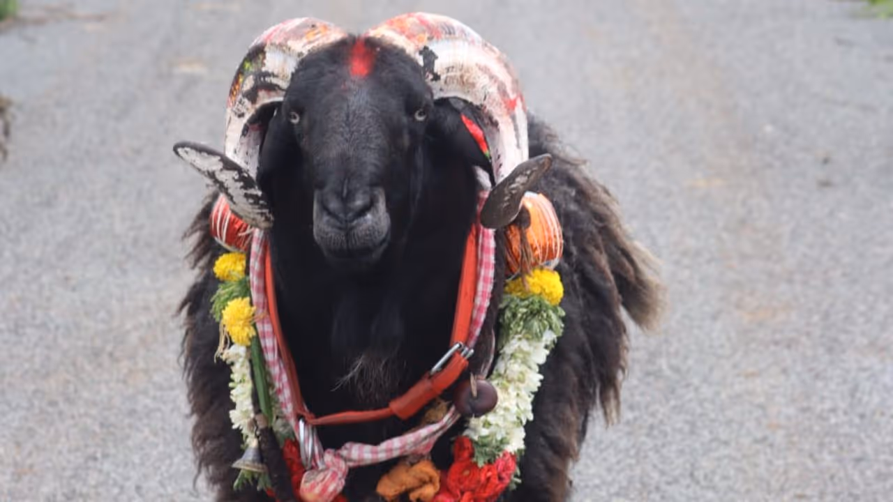 ಹೈ ಸ್ಪೀಡ್ ಮಣಿ ಹೈ ಸ್ಪೀಡ್ ಮಣಿ