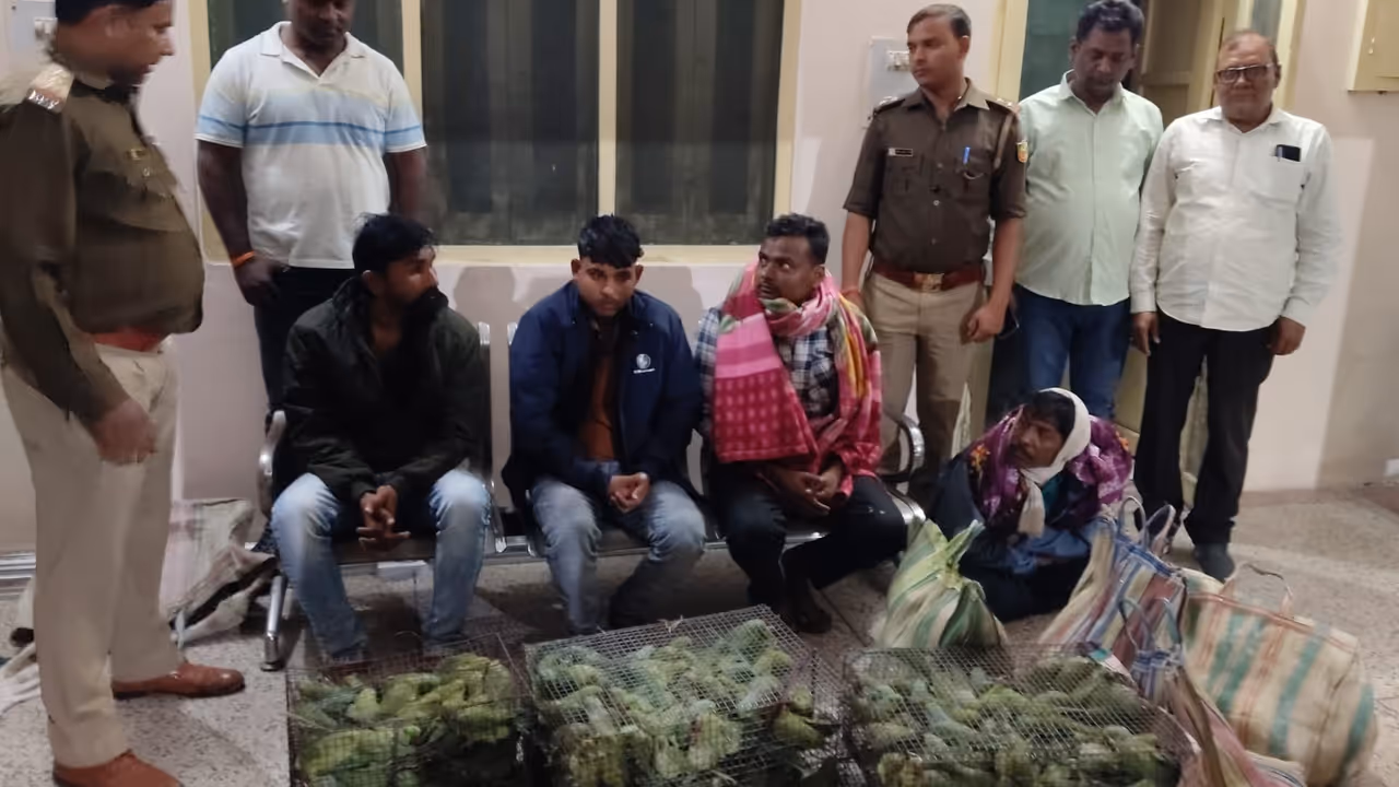 बोलेरो में भरकर ले जा रहे थे 245 तोते और 12 मोर, STF की दबिश में चार गिरफ्तार