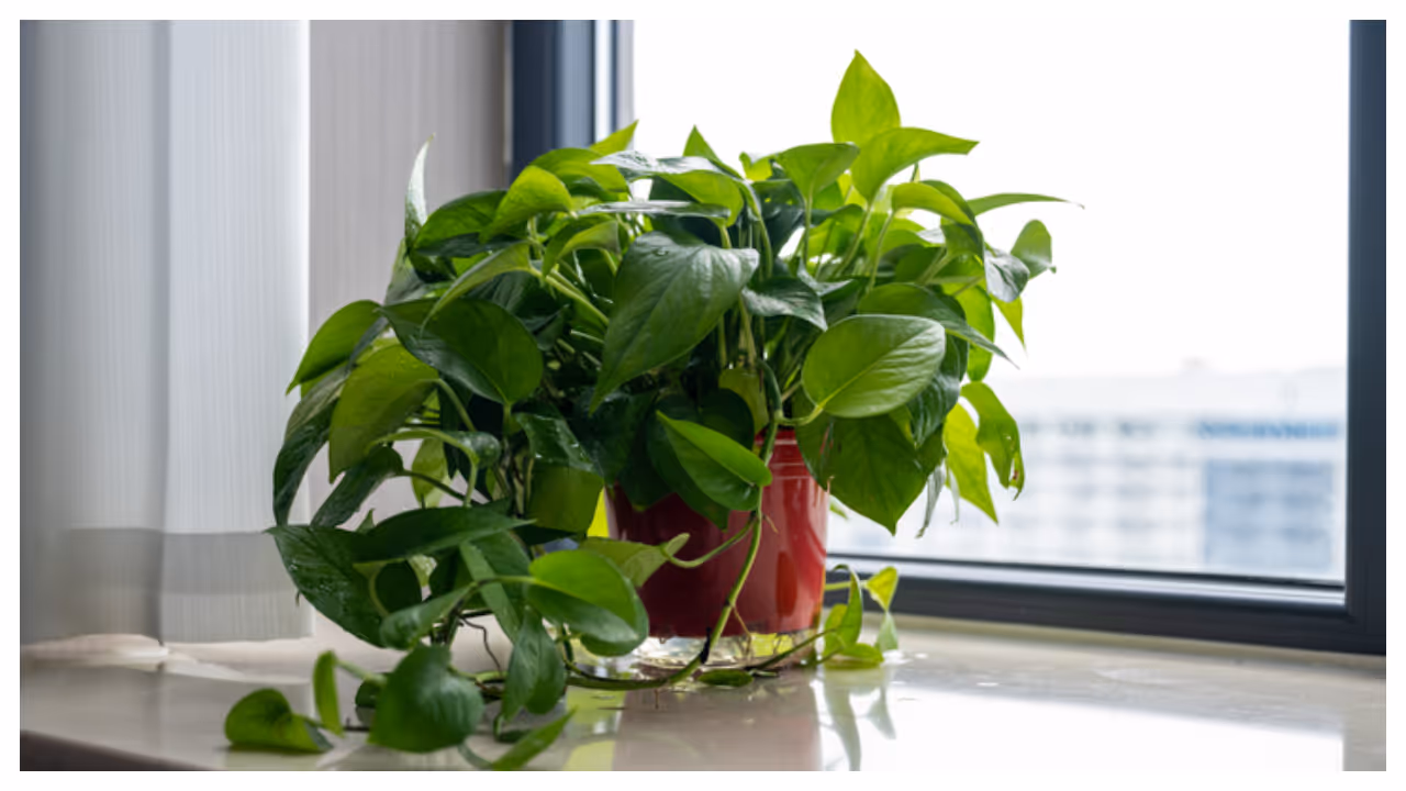 ഇംഗ്ലീഷ് ഐവി