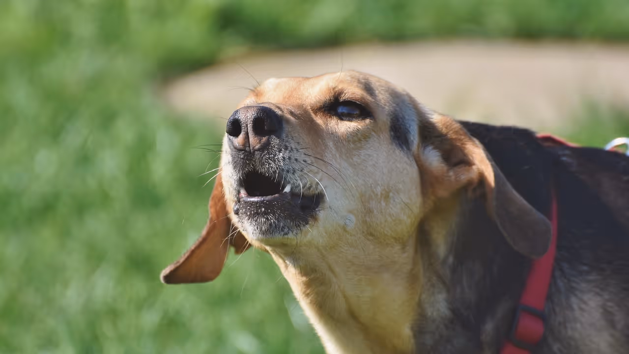 The omenology behind dog barking