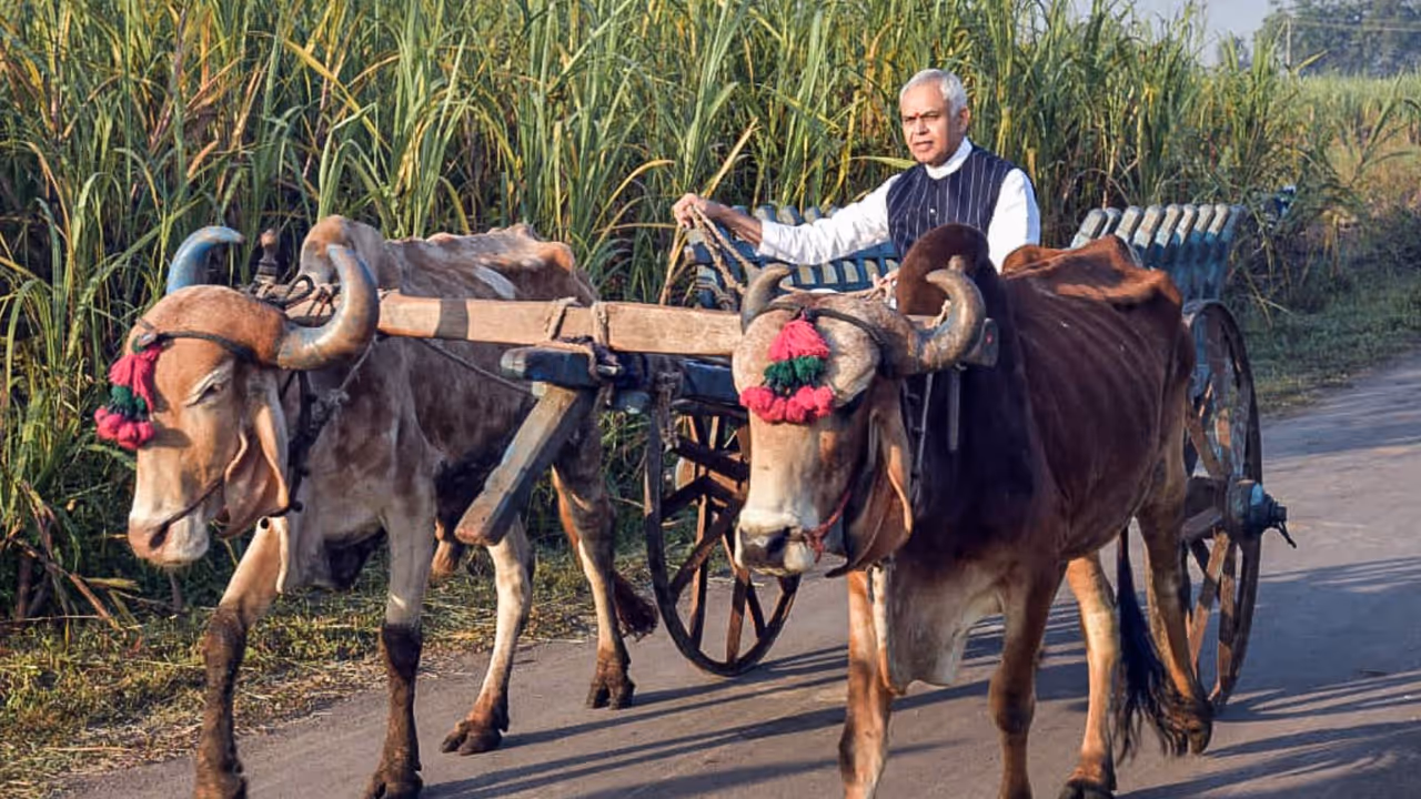 बैलगाड़ी चलाते नजर आए राज्यपाल