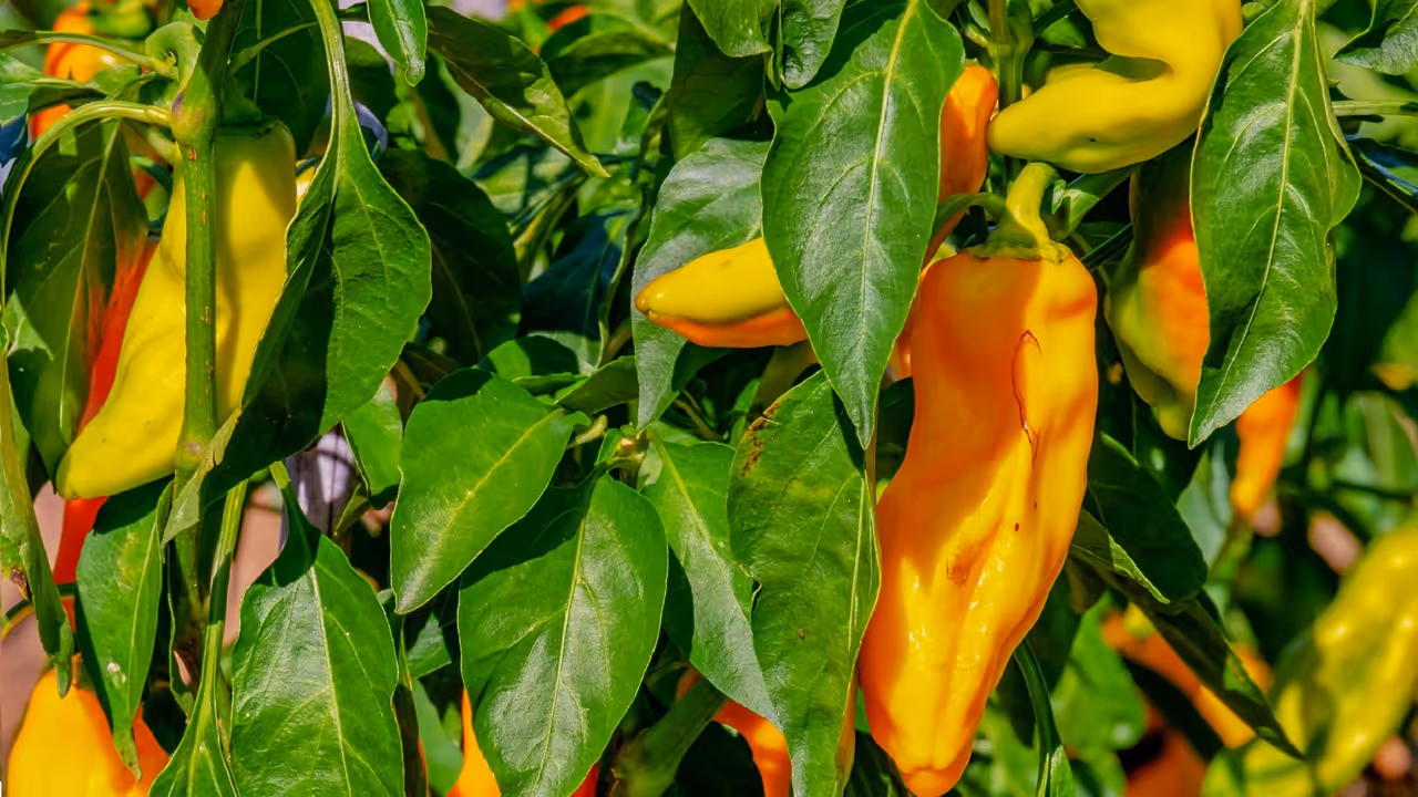 అరెకరంతోనే భారీ లాభాలు