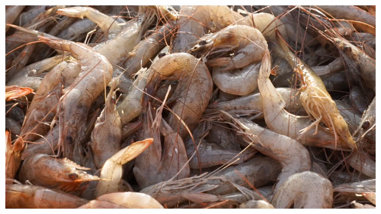 ദഹനനാളം നീക്കം ചെയ്യാം 