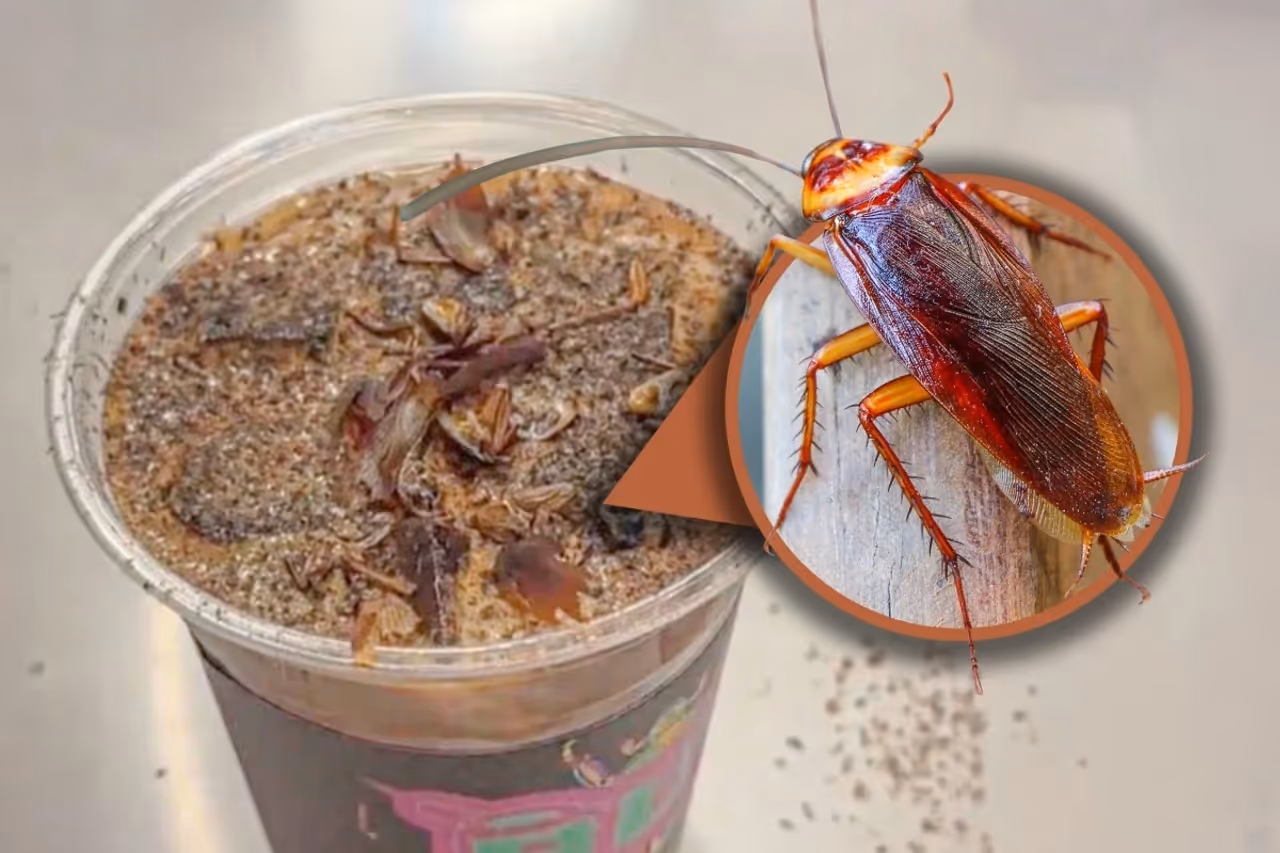 ಜಿರಳೆ ಎನ್ನುವ ಸಮಸ್ಯೆ