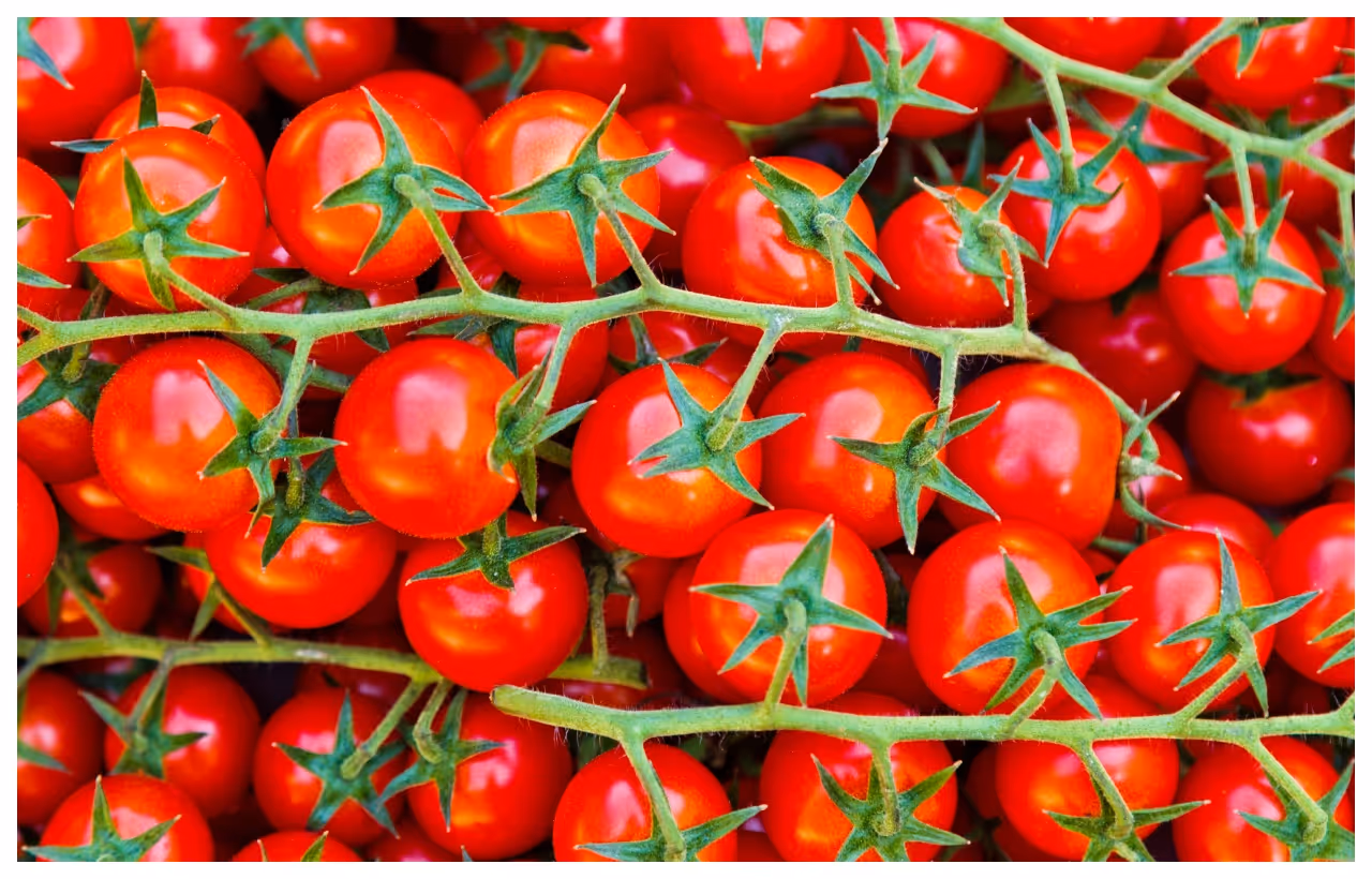 టమాటాలు ఎక్కువగా తింటే ఏమవుతుంది? టమాటాలు ఎక్కువగా తింటే ఏమవుతుంది?