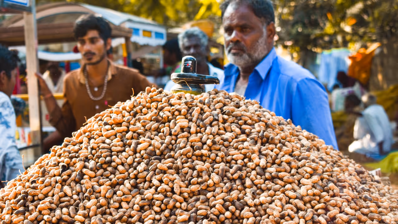 Bengaluru Comes Alive for Kadalekai Parishe 2025 Bengaluru Comes Alive for Kadalekai Parishe 2025