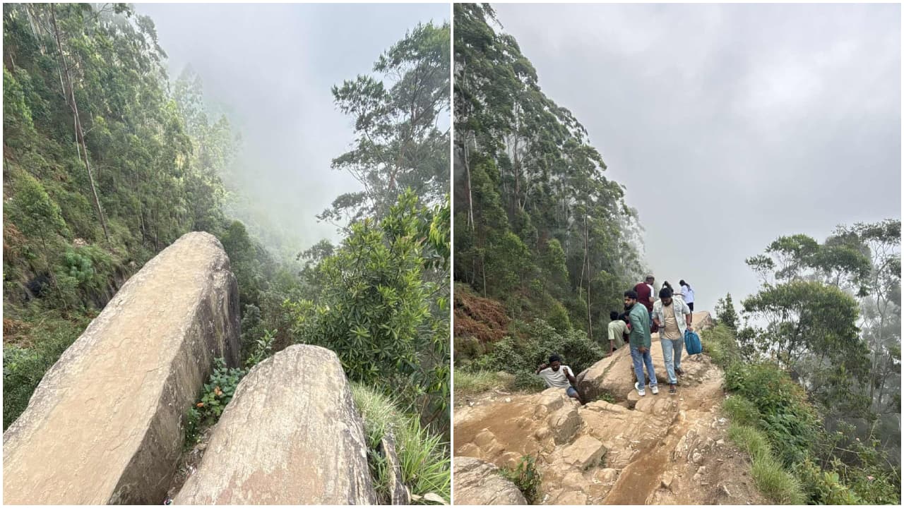 ഡോൾഫിൻ നോസ്