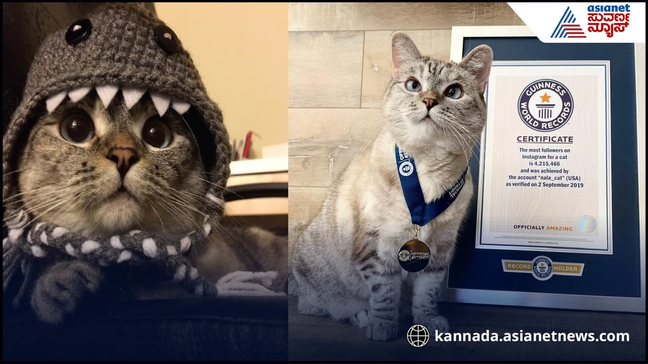 ಕೋಟ್ಯಾಧಿಪತಿ ಬೆಕ್ಕು ಕೋಟ್ಯಾಧಿಪತಿ ಬೆಕ್ಕು