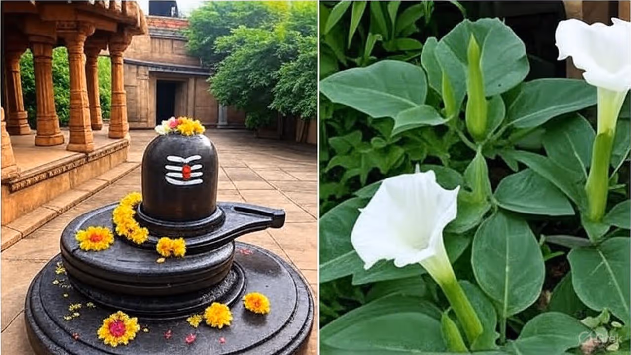 பரிகார சக்தியை தாங்கிய அதிசய மலர்