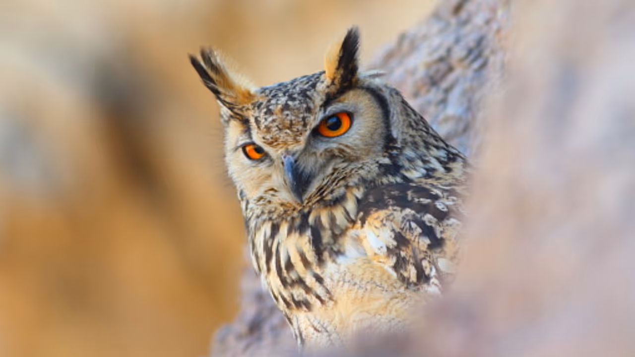 പാറക്കെട്ടിൽ അസ്വസ്ഥയായി കൊമ്പൻ മൂങ്ങ