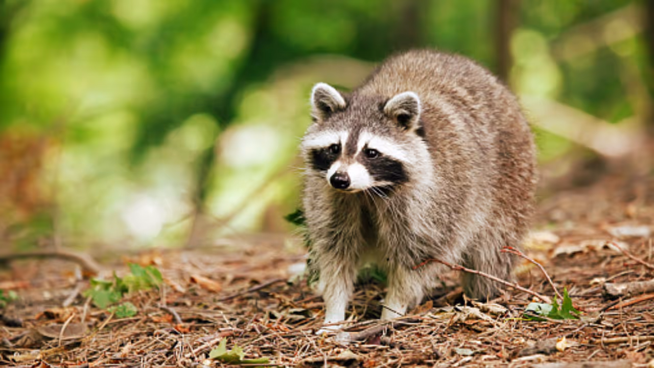 താങ്ക്സ് ഗിവിംഗ് അവധി ദിവസമാണ് സംഭവം താങ്ക്സ് ഗിവിംഗ് അവധി ദിവസമാണ് സംഭവം