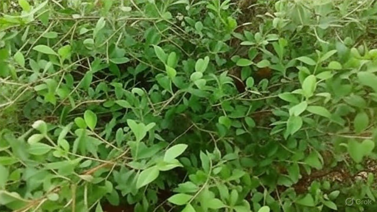 அருளை அள்ளித்தரும் அசோகாஷ்டமி அருளை அள்ளித்தரும் அசோகாஷ்டமி