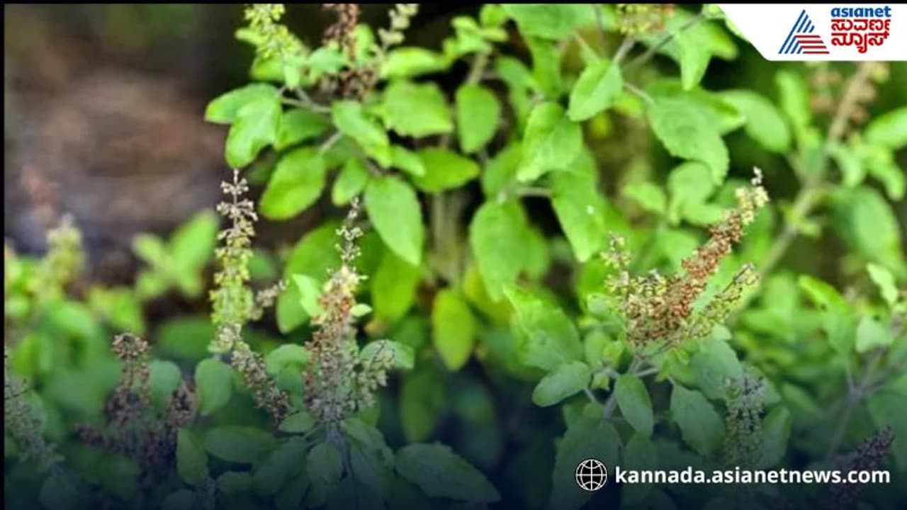 ತುಳಸಿ ಅಗೆಯೋದು ತಪ್ಪು ತುಳಸಿ ಅಗೆಯೋದು ತಪ್ಪು
