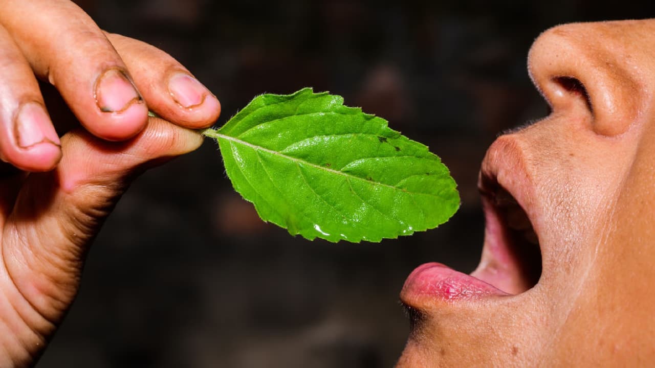తులసిని నమలడం తప్పు తులసిని నమలడం తప్పు