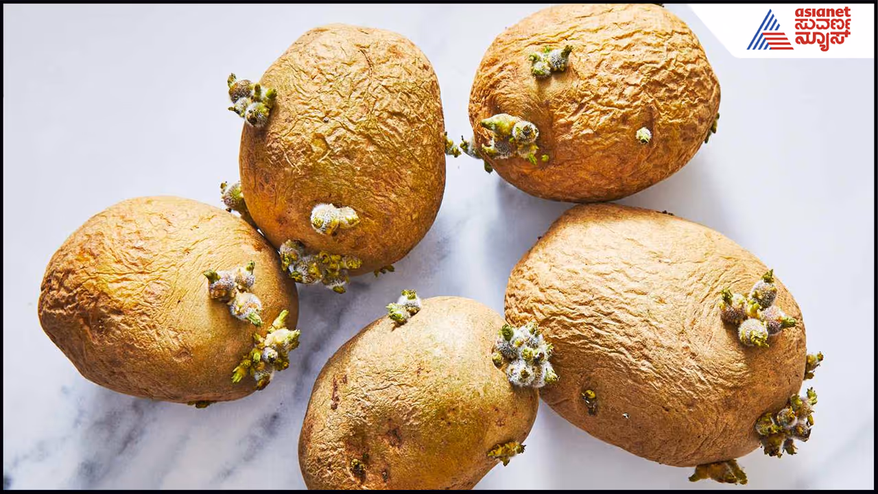 ಆಲೂಗಡ್ಡೆಗಳಲ್ಲಿ ಮೊಳಕೆ ಆಲೂಗಡ್ಡೆಗಳಲ್ಲಿ ಮೊಳಕೆ