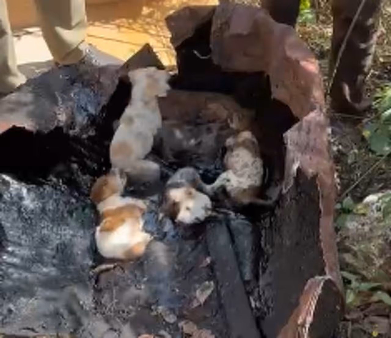 റോഡരികില് നിന്ന് നിര്ത്താതെയുള്ള നിലവിളി റോഡരികില് നിന്ന് നിര്ത്താതെയുള്ള നിലവിളി