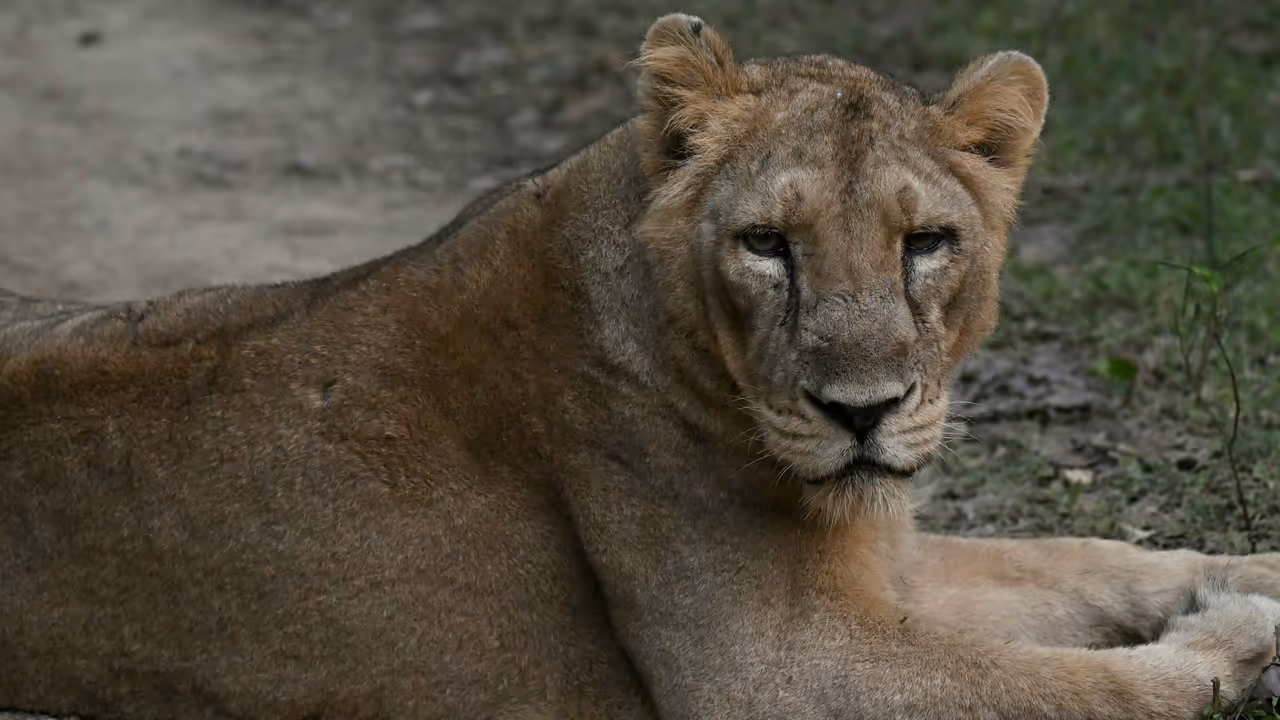 The Roar Returns to Gir The Roar Returns to Gir