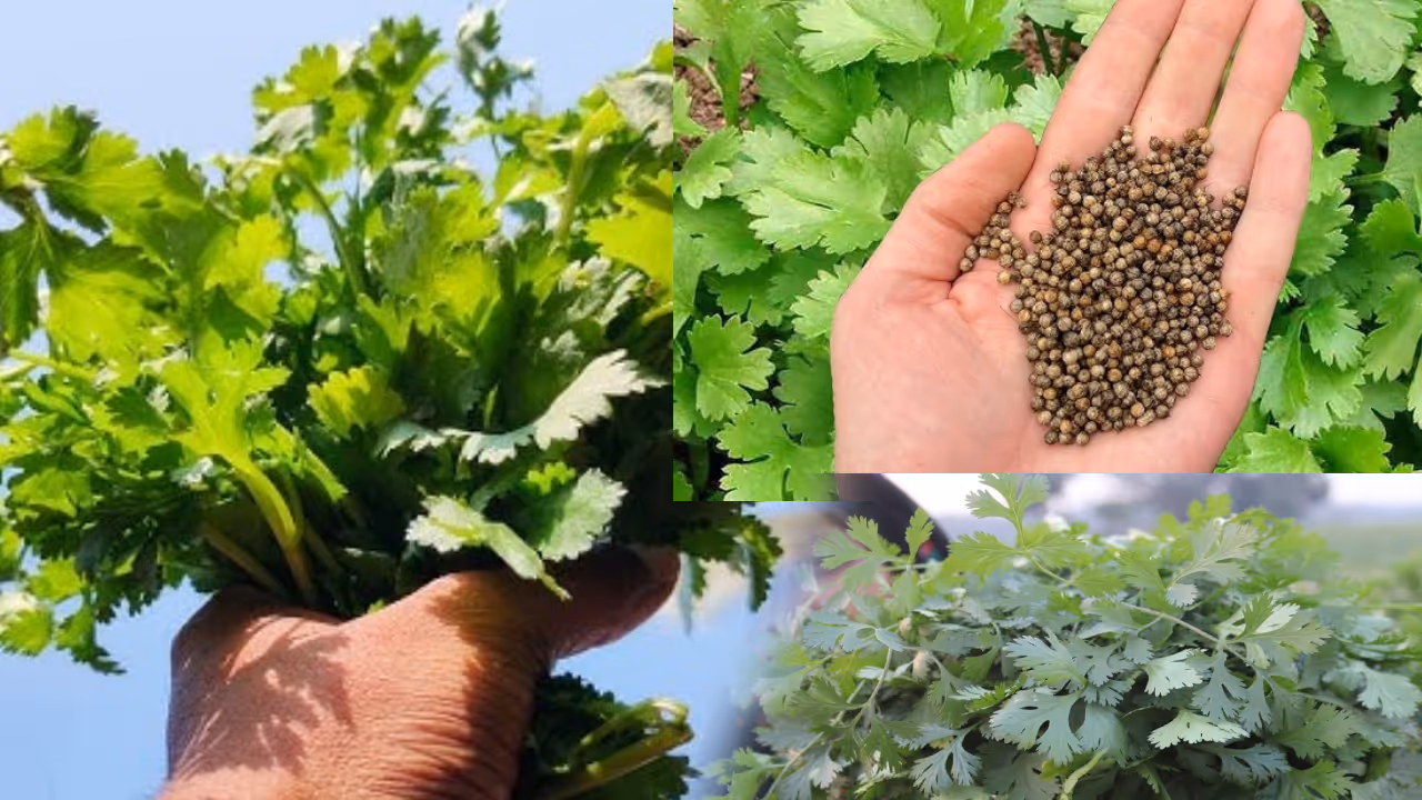 ಬೆಳೆಯುವ ಜಾಗ ಹೇಗಿರಬೇಕು ಬೆಳೆಯುವ ಜಾಗ ಹೇಗಿರಬೇಕು