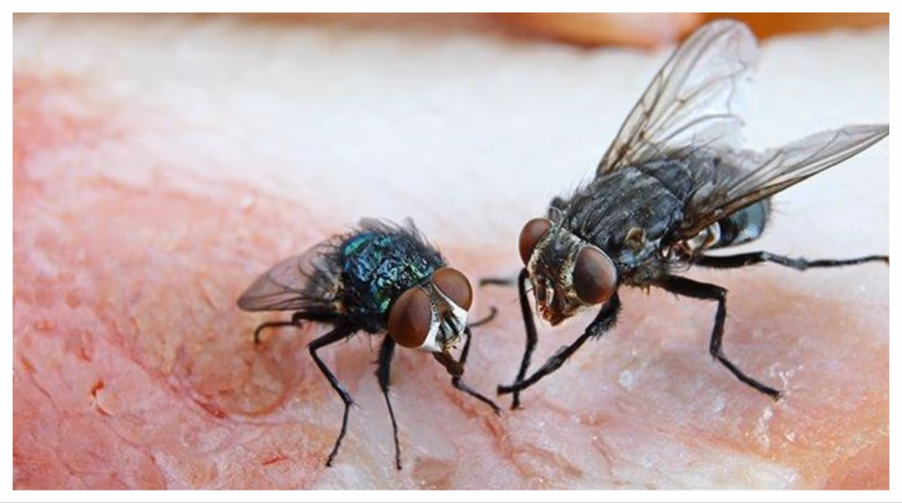 ഈച്ചയെ തുരത്താൻ ഇതാ അഞ്ച് വഴികൾ