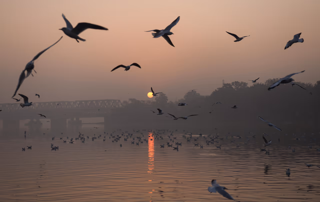 Seagulls, the seabirds from the gull family Seagulls, the seabirds from the gull family