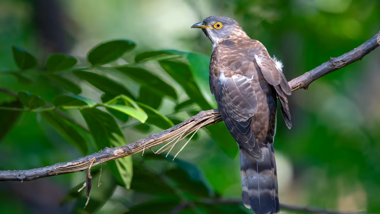 सवाल: कौन सा पक्षी साल में सिर्फ एक बार पानी पीता है? सवाल: कौन सा पक्षी साल में सिर्फ एक बार पानी पीता है?