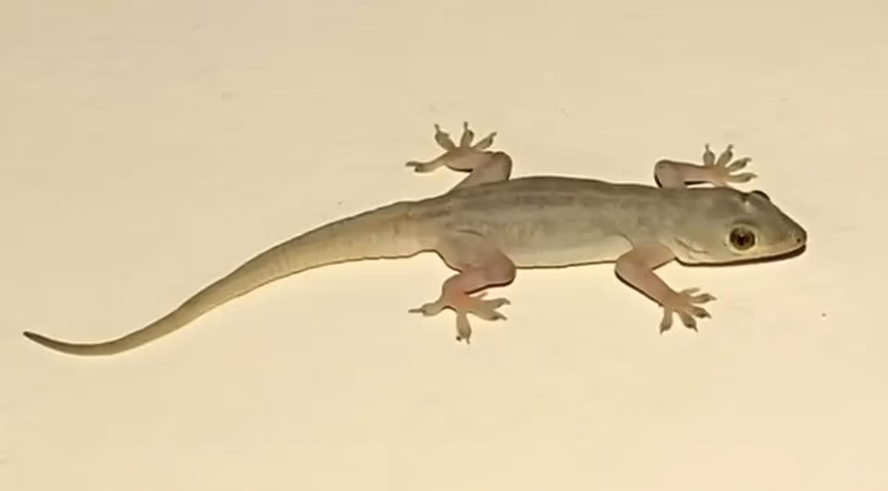 ಮನೆಯ ಗೋಡೆ ಮೇಲೆ ಹಲ್ಲಿ ಮನೆಯ ಗೋಡೆ ಮೇಲೆ ಹಲ್ಲಿ