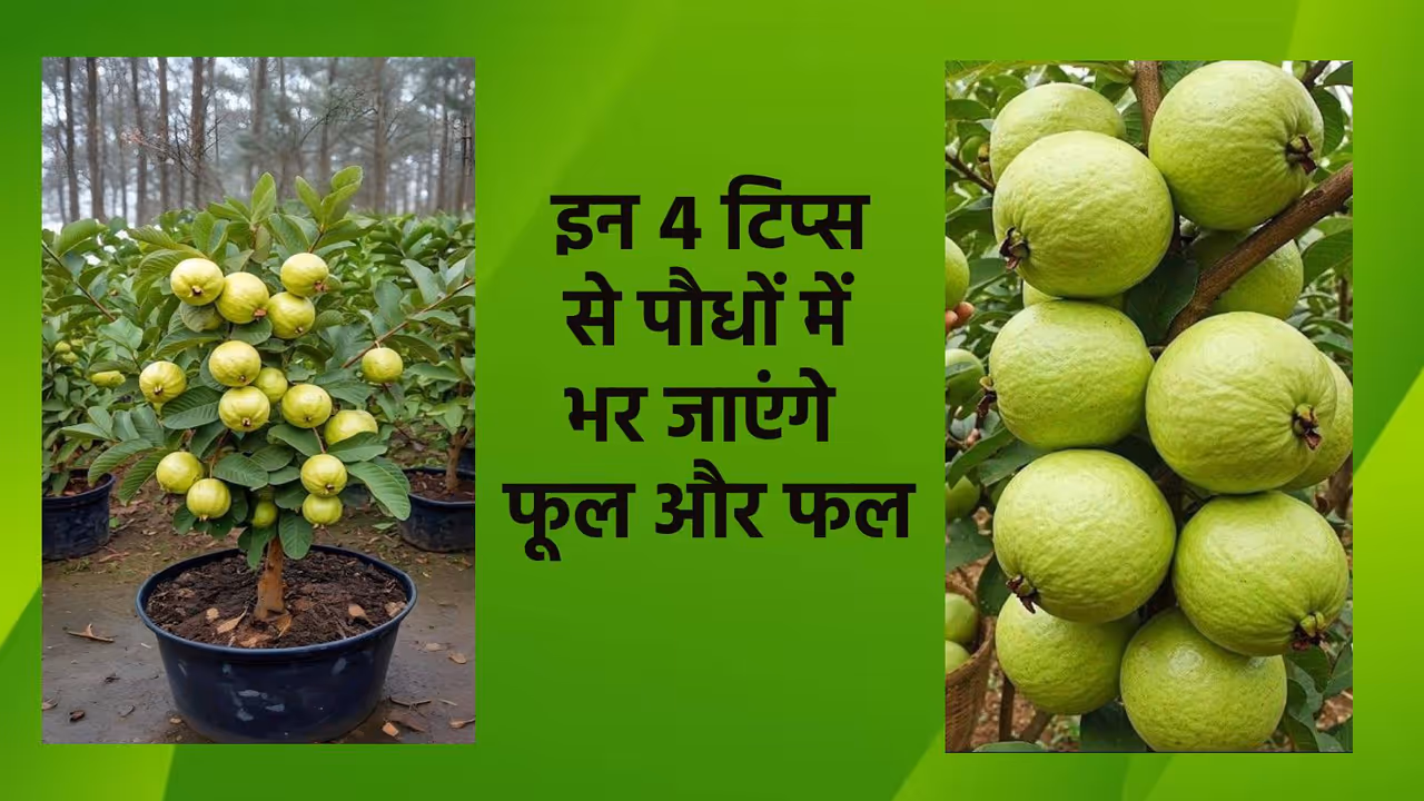 सालों से अमरूद के पेड़ ने नहीं आ रहे हैं फल? सालों से अमरूद के पेड़ ने नहीं आ रहे हैं फल?