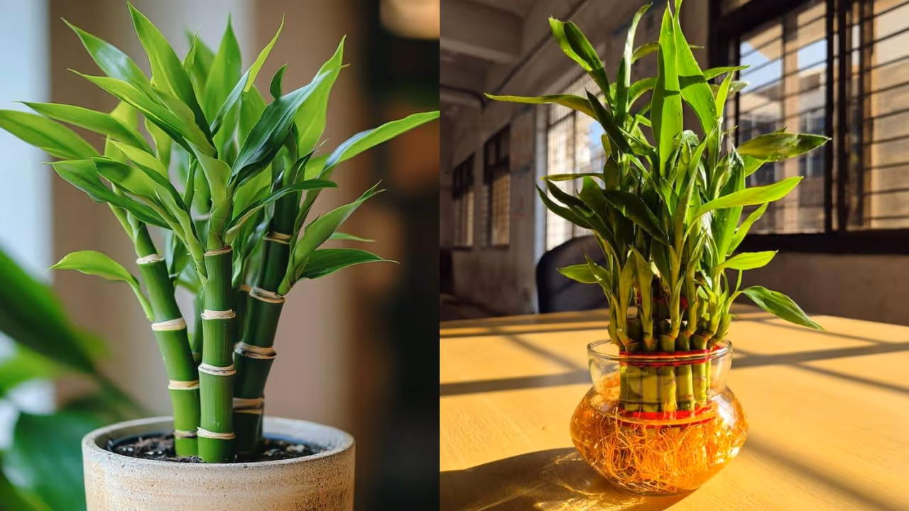 ಬ್ಯಾಂಬೂ ಗಿಡದ ಕೇರ್ ಬ್ಯಾಂಬೂ ಗಿಡದ ಕೇರ್