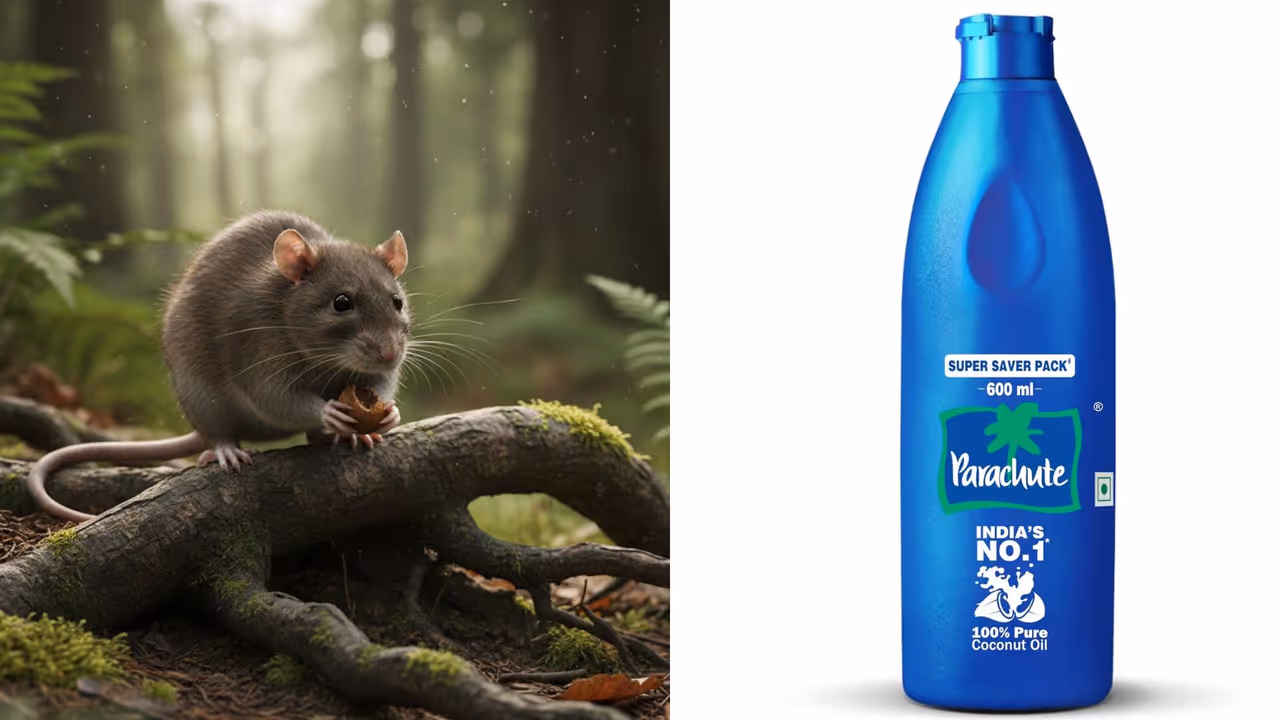 सुरुवातीला टिनच्या डब्यांमध्ये सुरुवातीला टिनच्या डब्यांमध्ये