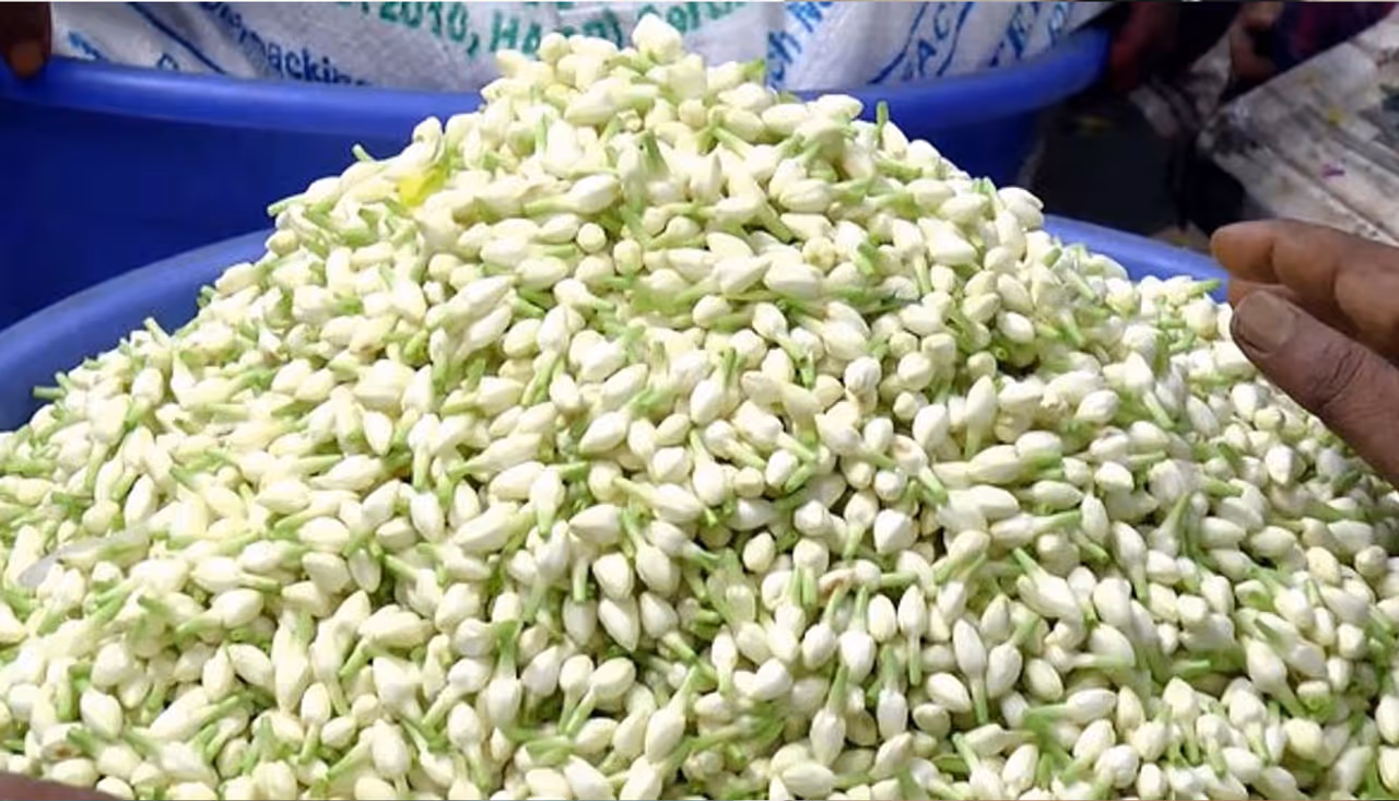 மதுரை மல்லிகை பூ மதுரை மல்லிகை பூ