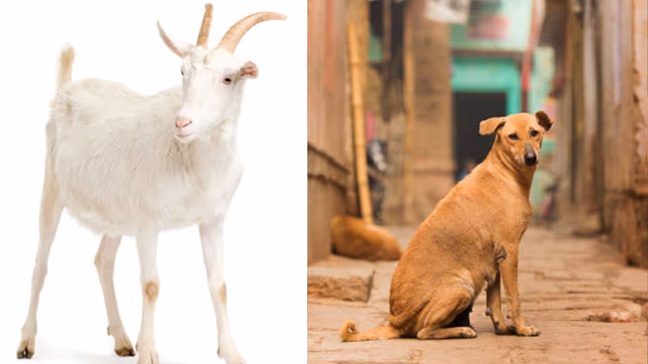 కుక్క మాంసం విక్రయం గురించి వచ్చిన వార్తలు కుక్క మాంసం విక్రయం గురించి వచ్చిన వార్తలు