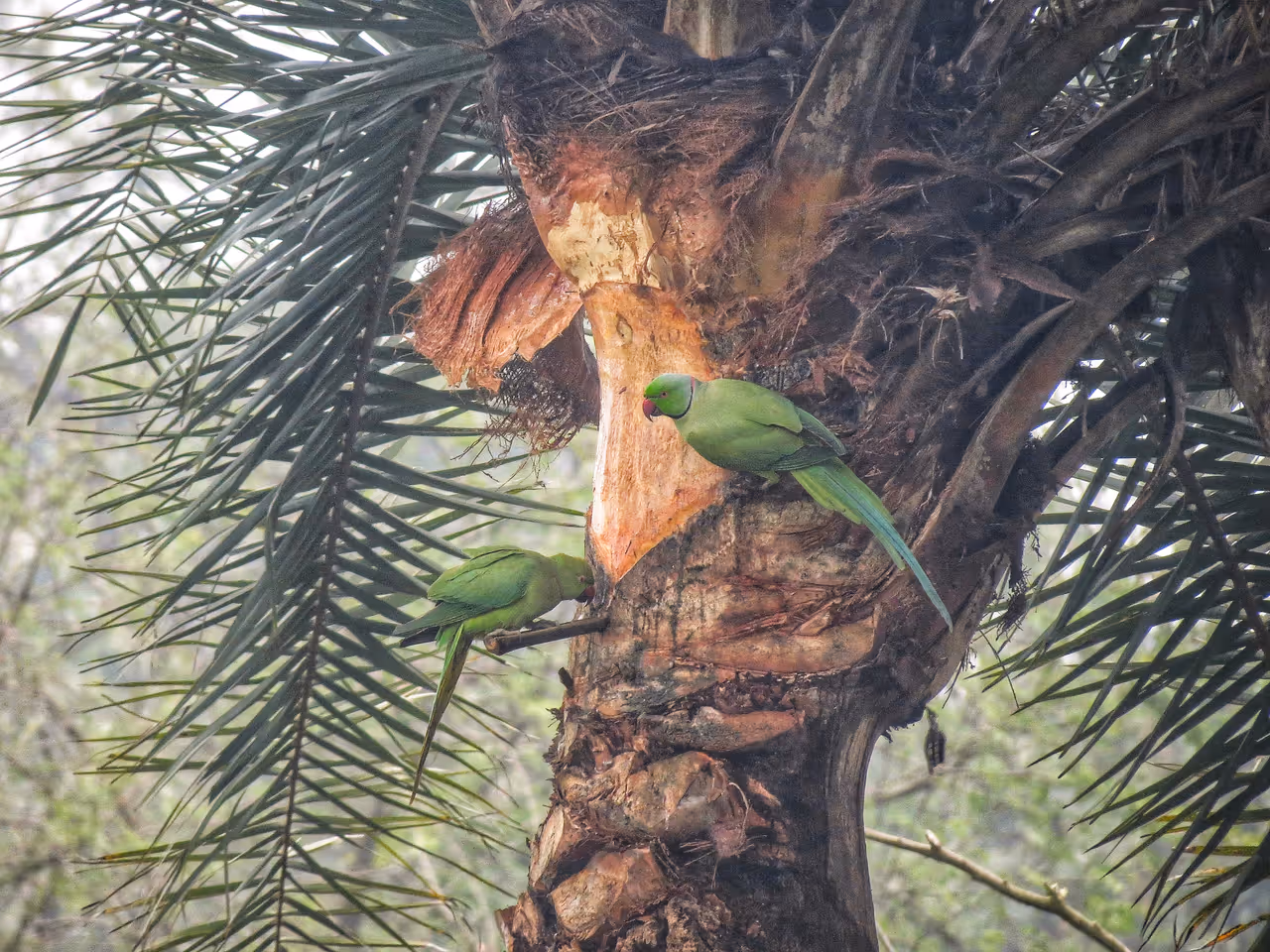 শীত বিদায়ের ইতি শীত বিদায়ের ইতি