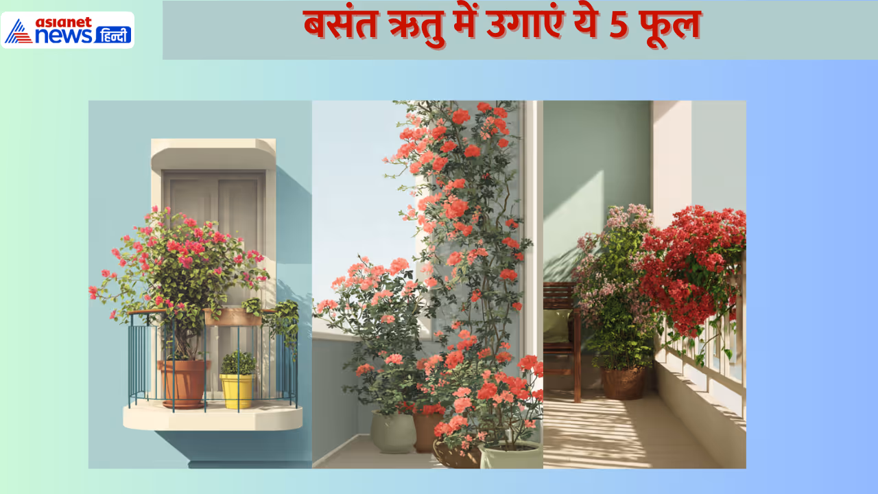 बसंत ऋतु के लिए फ्लावर प्लांट बसंत ऋतु के लिए फ्लावर प्लांट