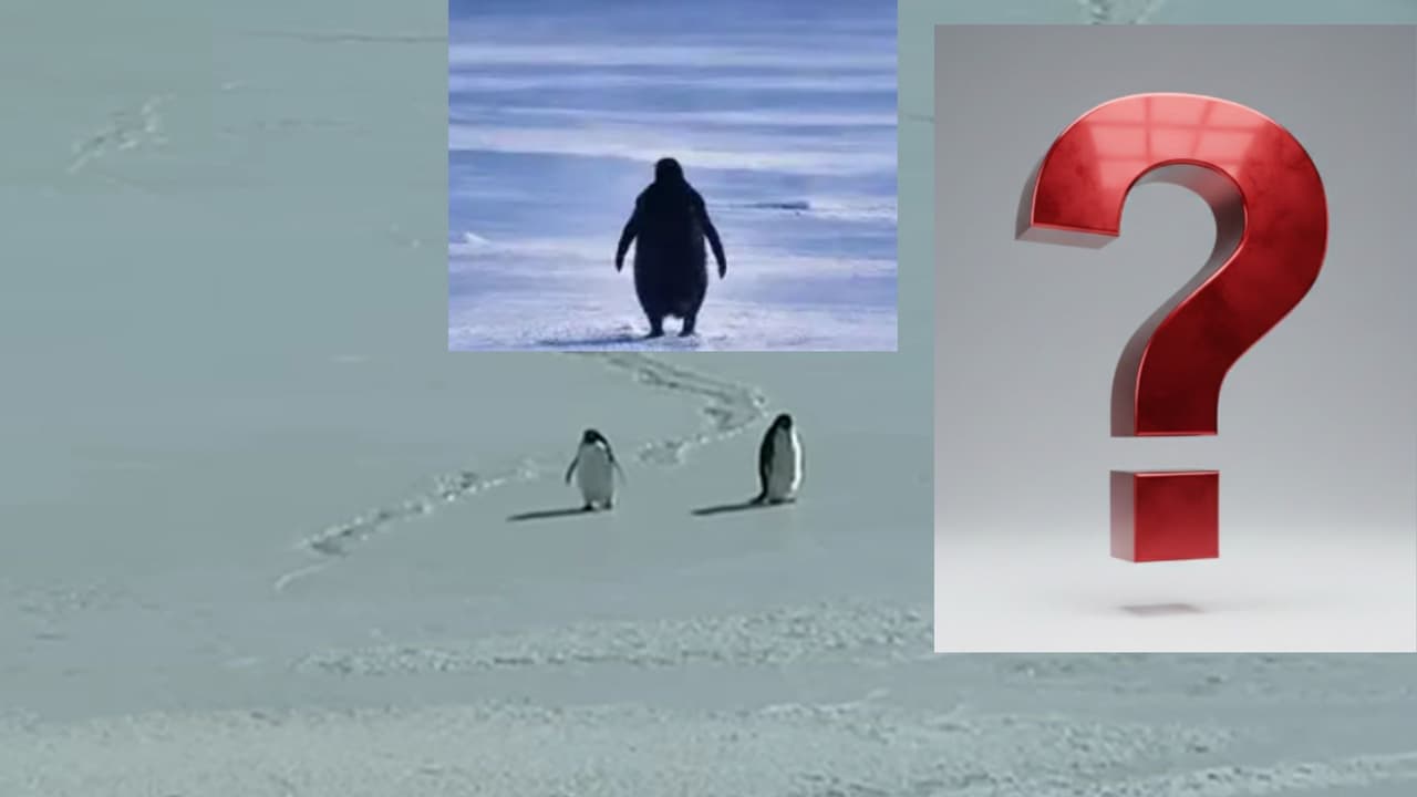 వైరల్ అవుతున్న ‘ఒంటరి పెంగ్విన్’ వీడియో వైరల్ అవుతున్న ‘ఒంటరి పెంగ్విన్’ వీడియో