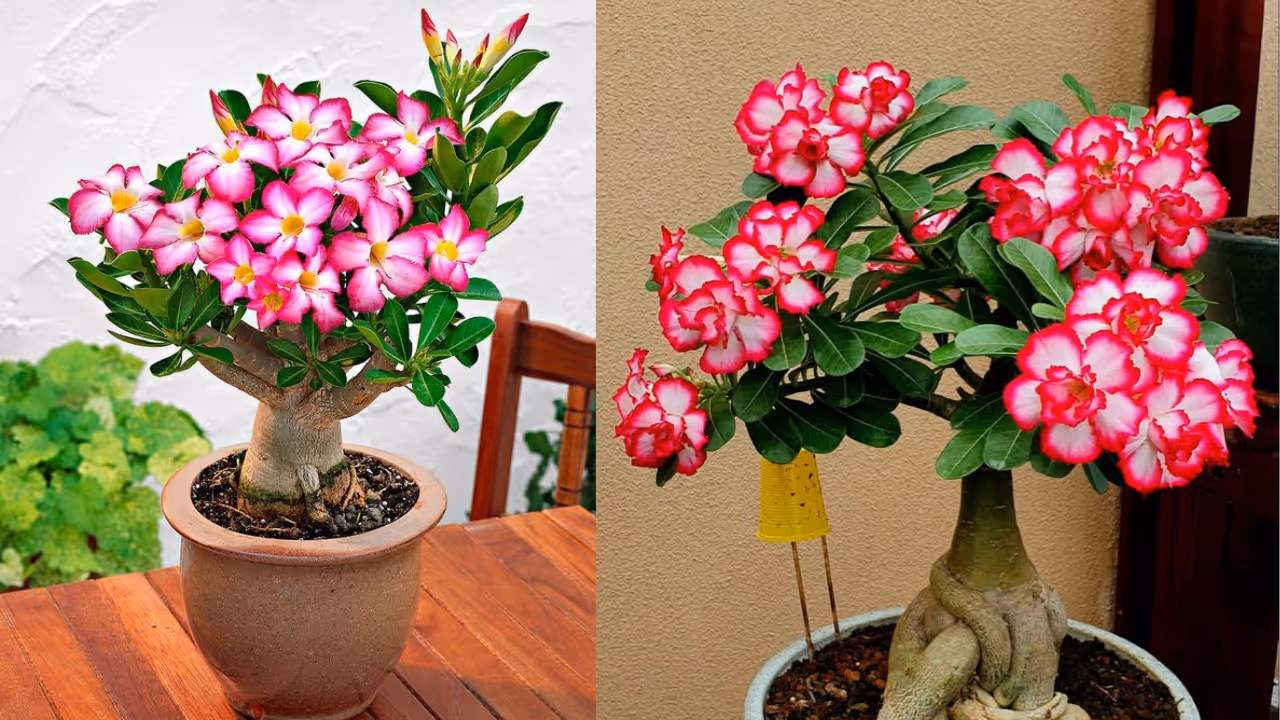 कॅट क्लॉ क्रीपर (Cat’s Claw Creeper) कॅट क्लॉ क्रीपर (Cat’s Claw Creeper)