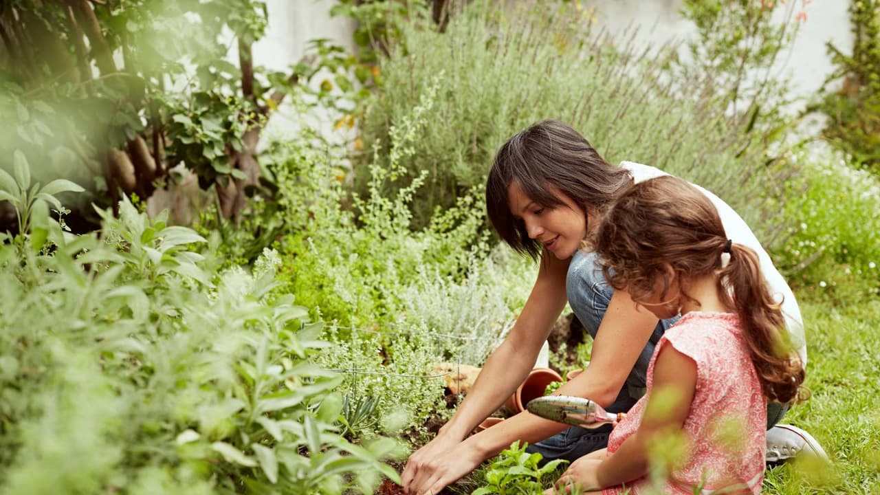 ये पौधे चमका सकते हैं आपकी किस्मत ये पौधे चमका सकते हैं आपकी किस्मत