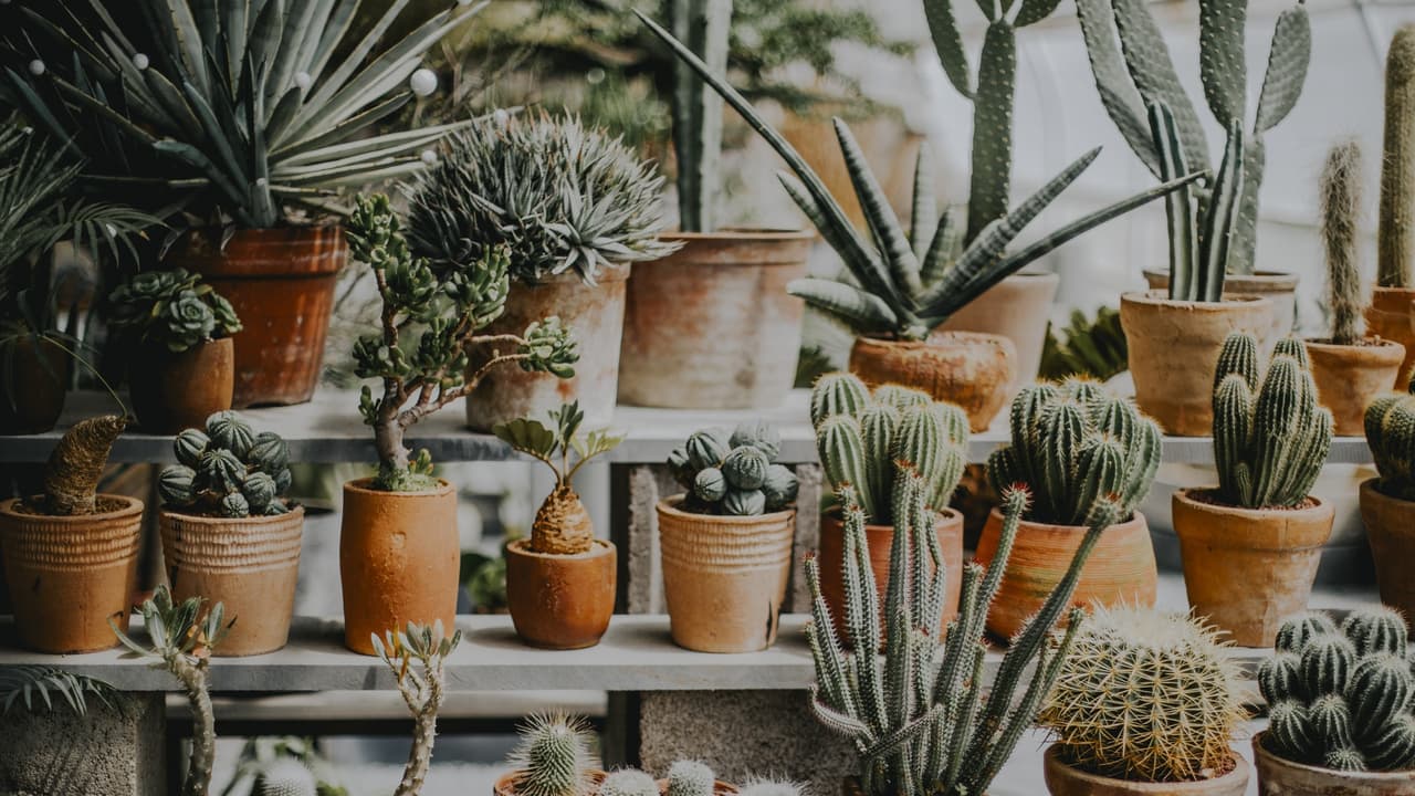 కాక్టస్ వంటి ముళ్ల మొక్కలు కాక్టస్ వంటి ముళ్ల మొక్కలు