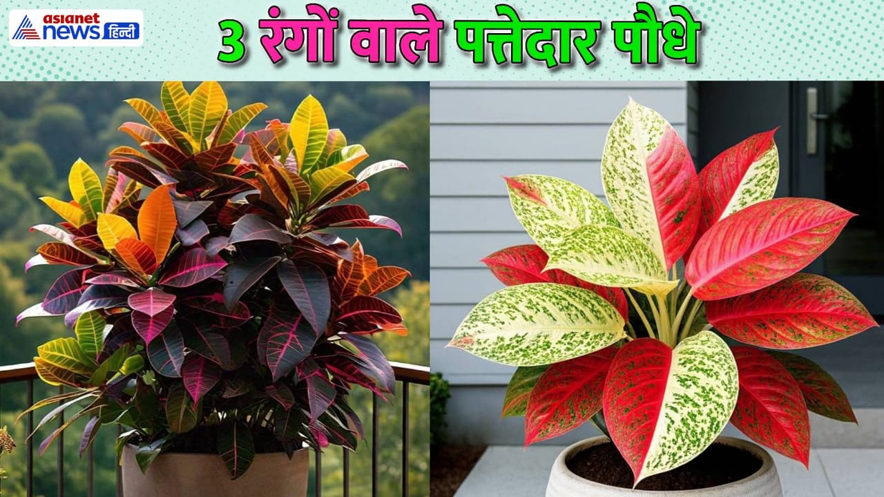 क्रोटन (Croton) क्रोटन (Croton)