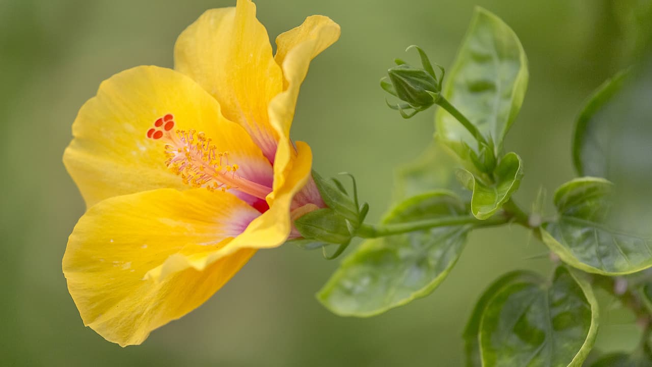 Hibiscus Hibiscus