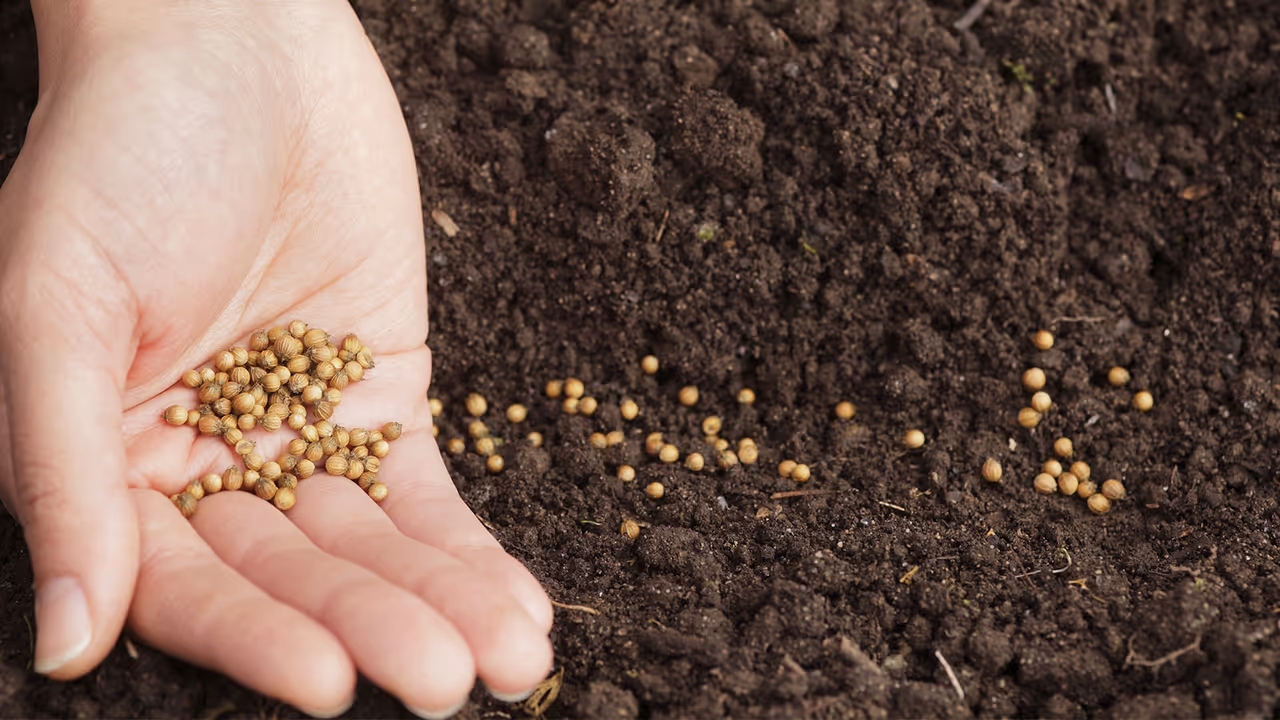 Prepare coriander seeds correctly Prepare coriander seeds correctly