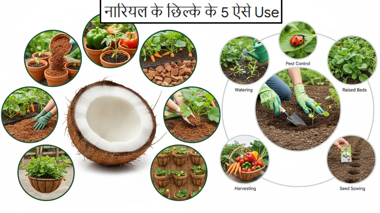नारियल भूसी के 5 यूज, गार्डन में देंगे डबल वेजिटेबल नारियल भूसी के 5 यूज, गार्डन में देंगे डबल वेजिटेबल