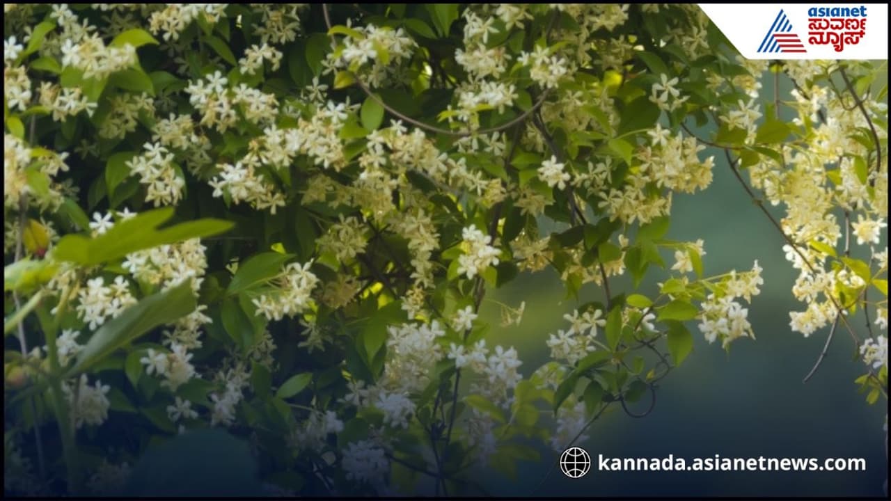 ಸರಿಯಾದ ಗಿಡದ ಆಯ್ಕೆ ಸರಿಯಾದ ಗಿಡದ ಆಯ್ಕೆ