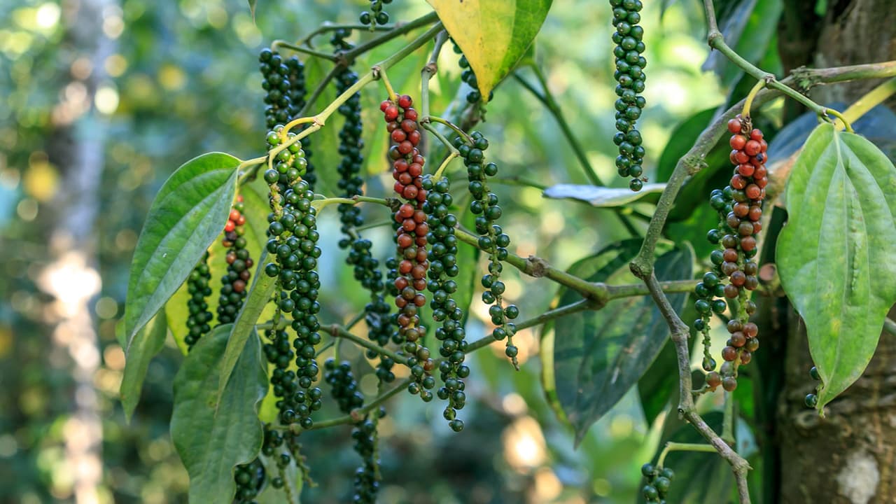 क्या घर में उग सकती है काली मिर्च? क्या घर में उग सकती है काली मिर्च?